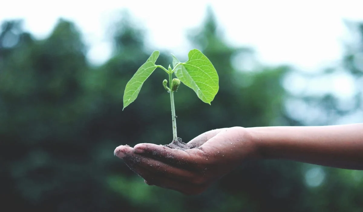 Green Stewardship: A Kingdom Minded Approach To Sustainability Life Sprout